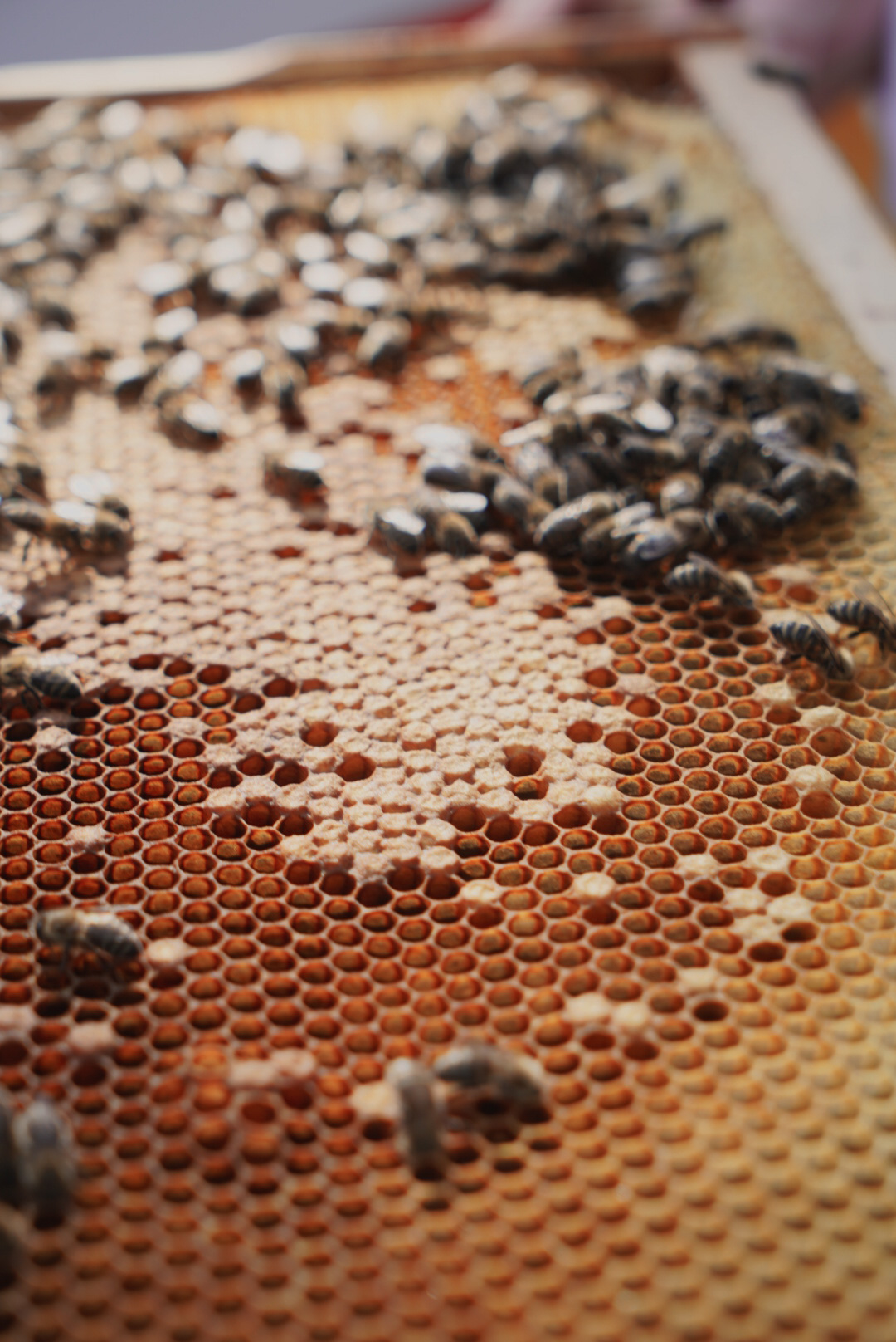 Modern innovative methods of varroa control.JPG